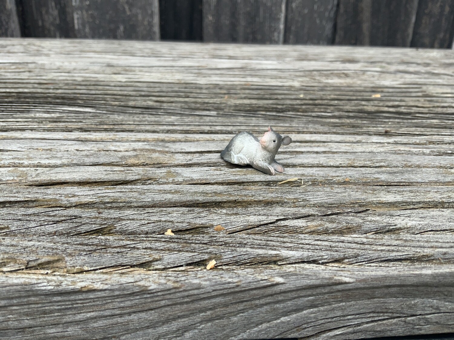 Maus