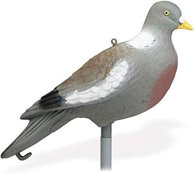 Paloma cimbel sin patas