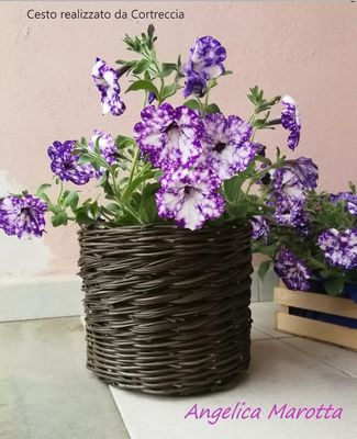 Salici scortecciati neri-ebano (vimini)