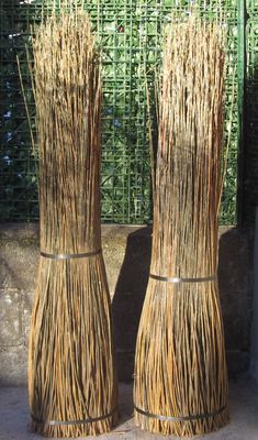 Salici verde chiaro