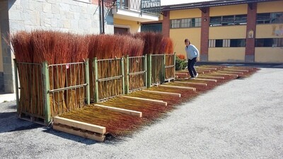 Salici semisecchi, marzo>giugno