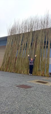 Salici di grandi dimensioni