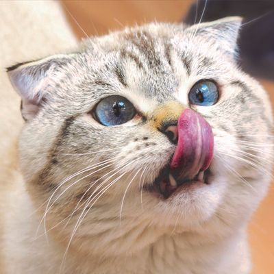 CAT TREATS