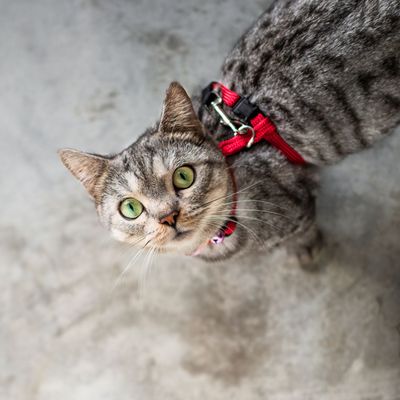 CAT HARNESSES