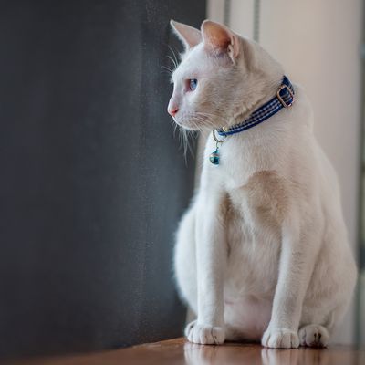 CAT COLLARS