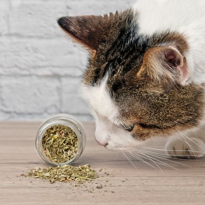 CATNIP &amp; CAT GRASS