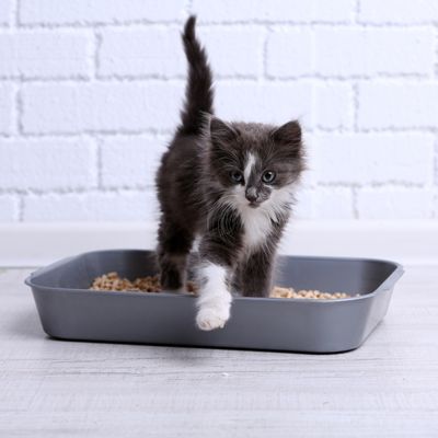 CAT LITTER &amp; SUPPLIES