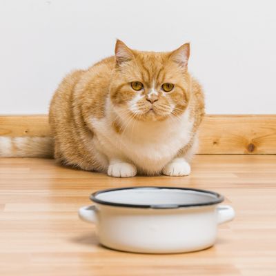 CAT DISHES &amp; MATS