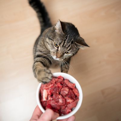 FROZEN RAW FOOD