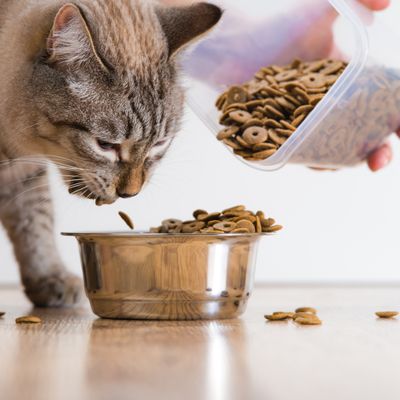 DRY FOOD