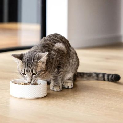 FREEZE DRIED, DEHYDRATED &amp; AIR DRIED FOOD