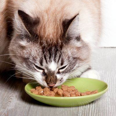 WET FOOD