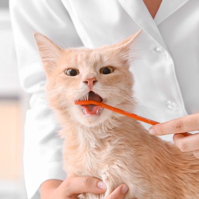 CAT DENTAL