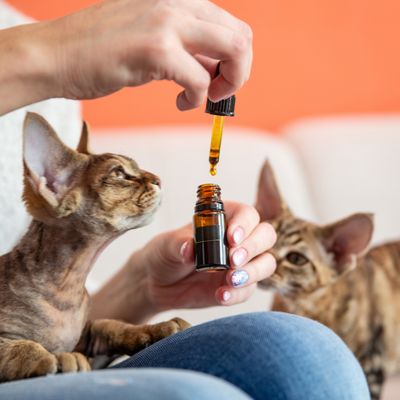 CAT SUPPLEMENTS