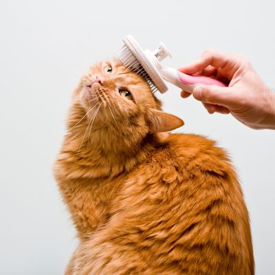 CAT GROOMING