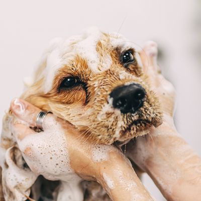 SHAMPOOS, CONDITIONERS &amp; SPRAYS