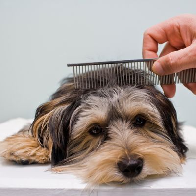 BRUSHES &amp; COMBS