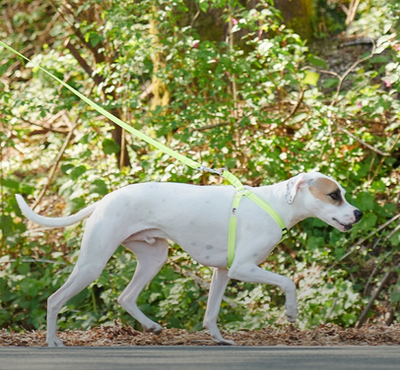 RC PETS STEP-IN HARNESS
