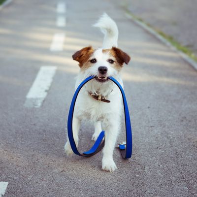 LEASHES