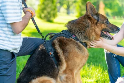 SMELLY DOGZ COMFORT HARNESS
