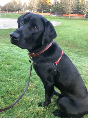WONDER WALKER HARNESS