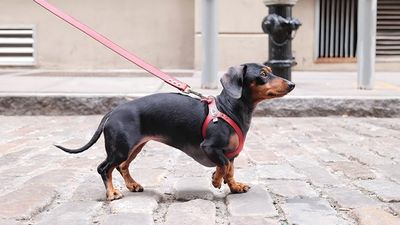BUDDY BELT HARNESS