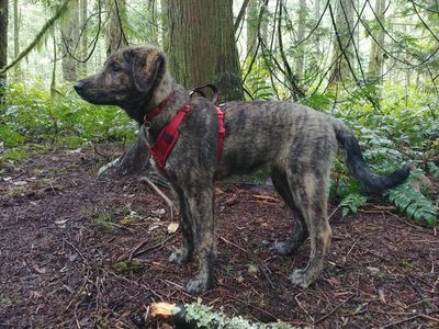 RC PETS MOTO CONTROL HARNESS