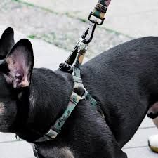 WOOF CONCEPT STEP IN HARNESS