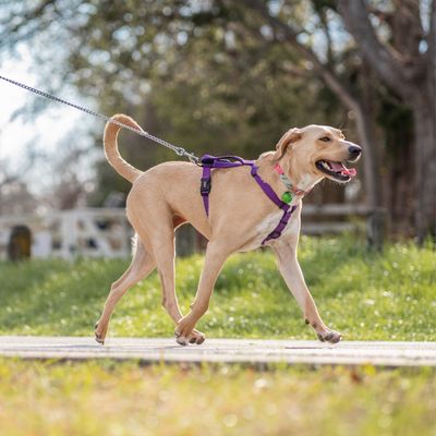 DOG LEASHES, HARNESSES, &amp; COLLARS