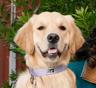 RC PETS PRIMARY CLIP COLLARS