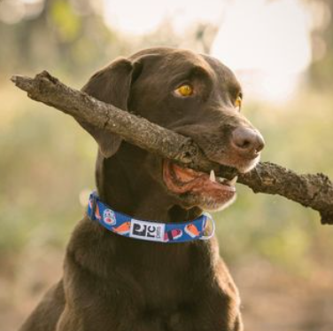 RC PETS PATTERN CLIP COLLARS
