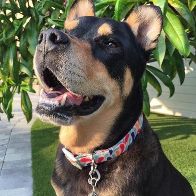 KURGO COLLARS
