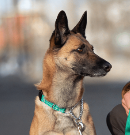 MARTINGALES/TRAINING COLLARS