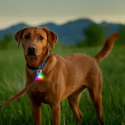 PET LIGHTS