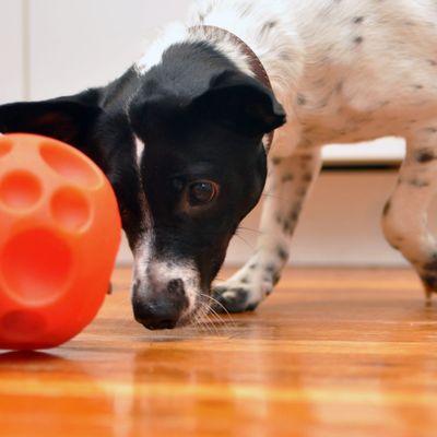 FOOD/TREAT DISPENSING TOYS