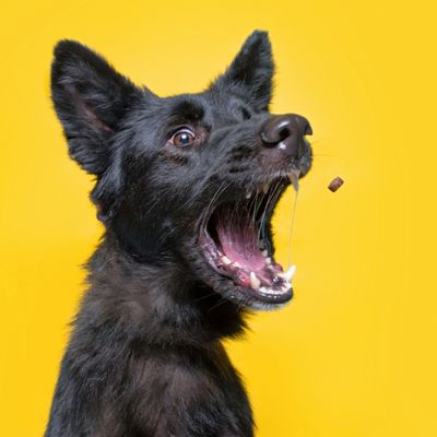 SHOP ALL TREATS