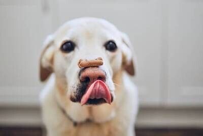 DOG TREATS