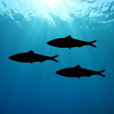 SARDINES / MINNOWS