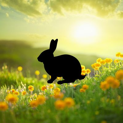 RABBIT