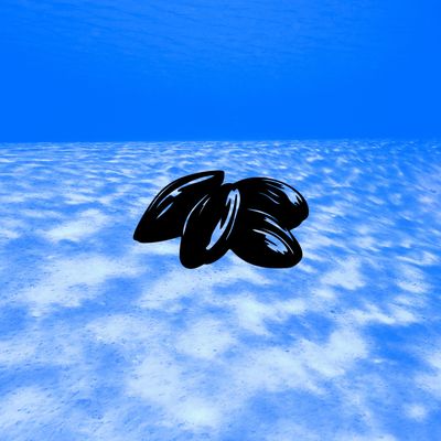 GREEN MUSSEL