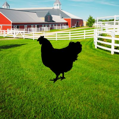 CHICKEN