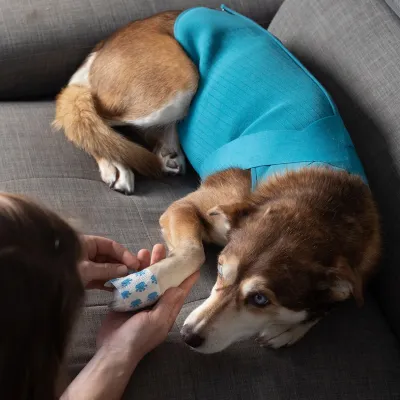 RC PETS AT EASE CALMING VEST