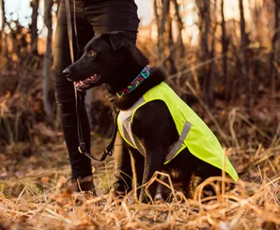 RC PETS LUNA HI-VIS VEST