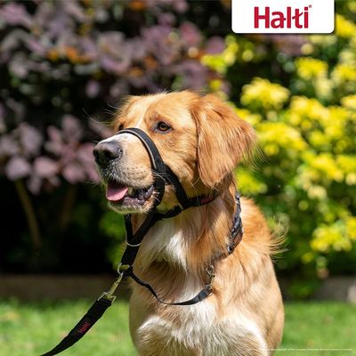 COMPANY OF ANIMALS HALTI HEAD COLLAR