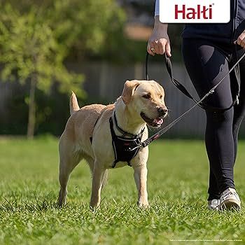 COMPANY OF ANIMALS HALTI NO PULL HARNESS