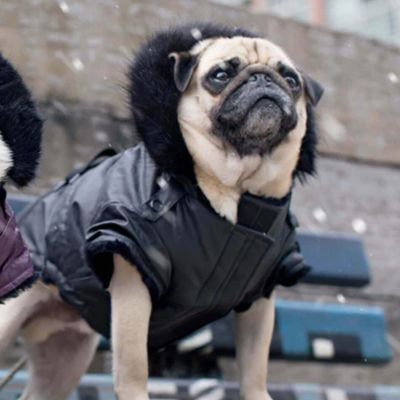 CANADA POOCH URBAN WAX PARKA