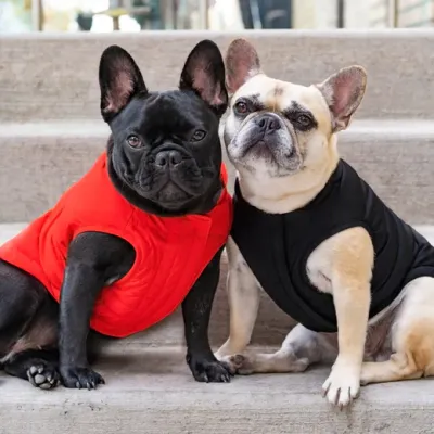 CANADA POOCH THE ULTIMATE STRETCH VEST