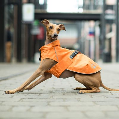 CANADA POOCH EXPEDITION RAINCOAT