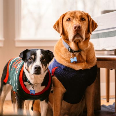 DOG CLOTHING