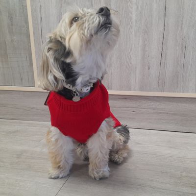 DOGGIE-Q SWEATER